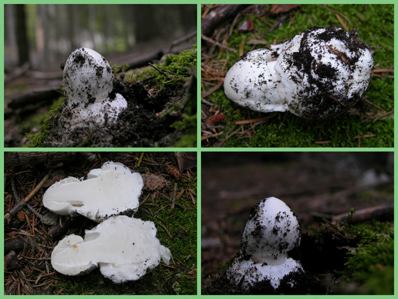 Qualche fungo...(seconda parte)